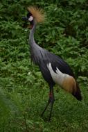 Bird Nature Wildlife