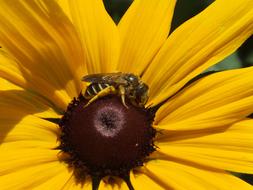 Sunflower Bee Insect