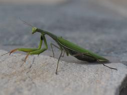 green mantis on a rock