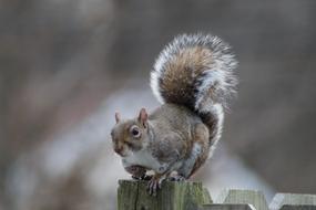 Cute Animals Mammal