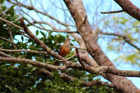 Sabiá-Laranjeira Bird Brazilian