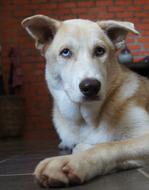 seeing eye dog