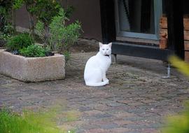 Cat Animal Nature