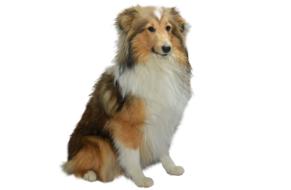 Colli Isolated Dog