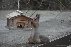 Squirrel Birdhouse Hungry