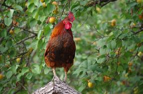 Farm Hen Animal