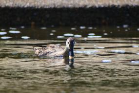 floating duck on a river