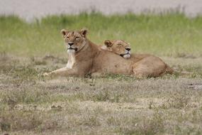 Lion Lioness Lionesses