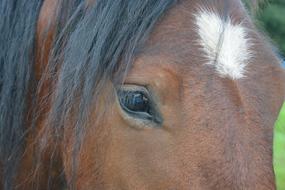 Horse Eye