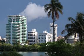 city beach palm trees view