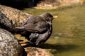Blackbird Songbird Animal
