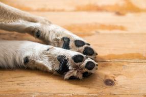 Paw Print Animal