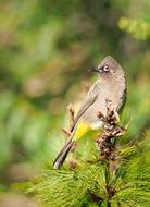 Cape Bulbul Bird Avian
