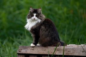Cat Animal Pet