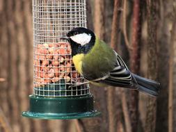 Bird Chickadee Feeding Tray