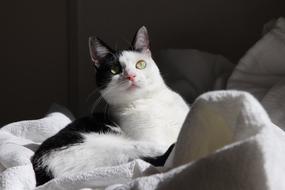 Cat Animal Cute