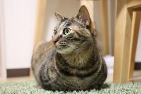 Cat Cute Animal