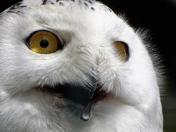 Snowy Owl Expression Eyes