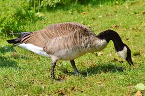 Wild Goose Water Bird