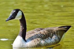 Wild Goose Water Bird