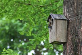 Bird Birds Natural