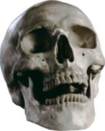 Skeleton Head