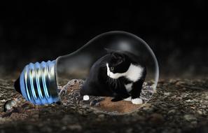 Cat Mouse Light Bulb