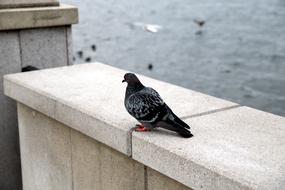 black pigeon on a stone fence
