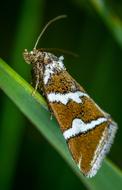insect blade of grass macro blur