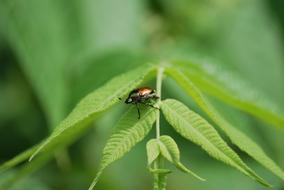 shiny beetle on the leaves of plants