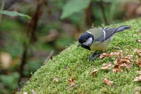 Tit Bird Moss
