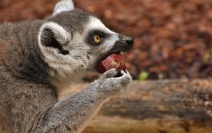 Cute lemur eats fruit