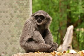 Silver Gibbon Javan