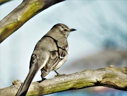 Bird Mocking Close Up