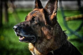 Dog Schäfer Race
