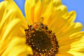 Sunflower Hummel Insect