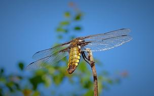 Ważka Wings Insect