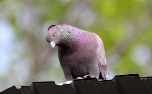 Dove Domestic Pigeon Bird
