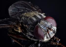Housefly Compound Fly