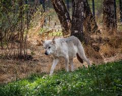 white wild wolf