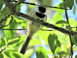 Bird Tiny Chickadee