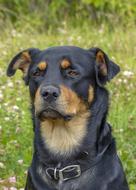 Dog Pet Friend