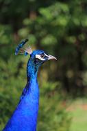 Peacock Bird