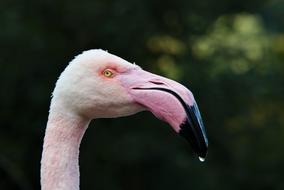 pink flamingo with a black beak