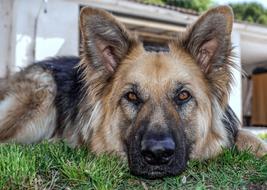 Dog Animal Sheepdog