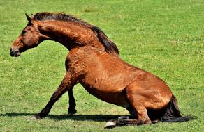 falling horse on the grass