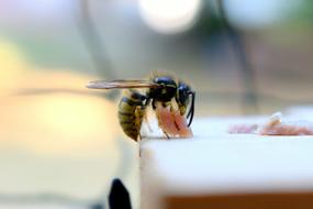 Insect Wasp Prey
