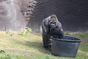 black gorilla by the iron bucket