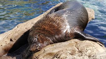 sea lion big on the rocks
