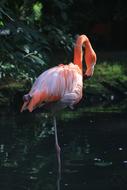 Bird Flament Pink